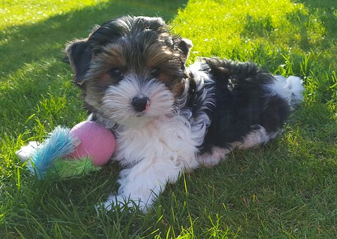 Establishing Dog Sitting Rates
