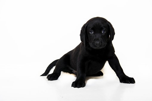 Types Of Dog Shampoo