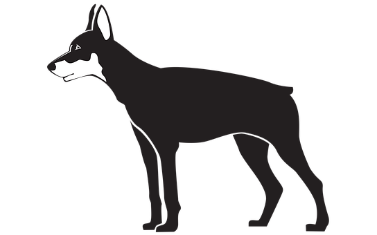 Dog Training In Brisbane: Handling Your Pet The Right Way