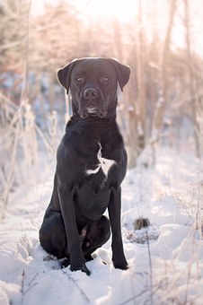 This Dog Could Own A Company