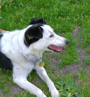 Frontline Plus For Dogs