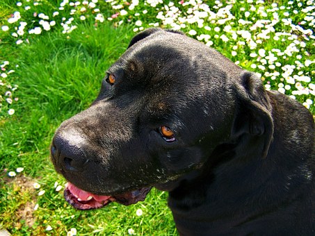 Stop The Destructive Chewing Habit In Your Dog