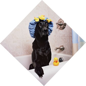 5 Ways To Determine Whether Your Dog Training Is Working
