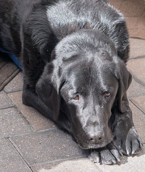 Pet Cots For Large Dogs