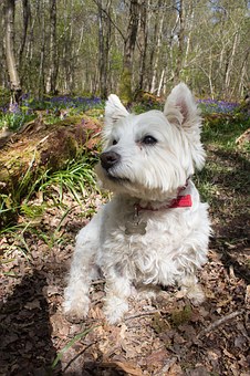 Which Gender Dog Would You Choose Breeding?