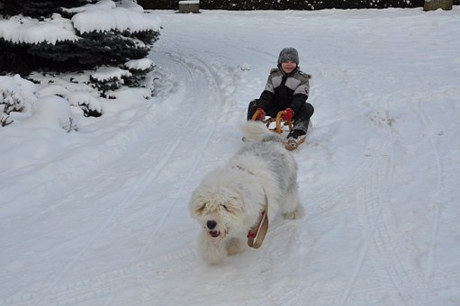 3 Winter Essentials For Every Dog