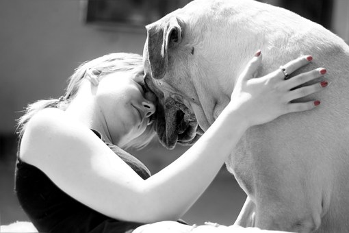The Dog Listener Dog Training Techniques