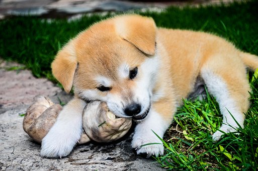 Is A Big Dog Right For You?