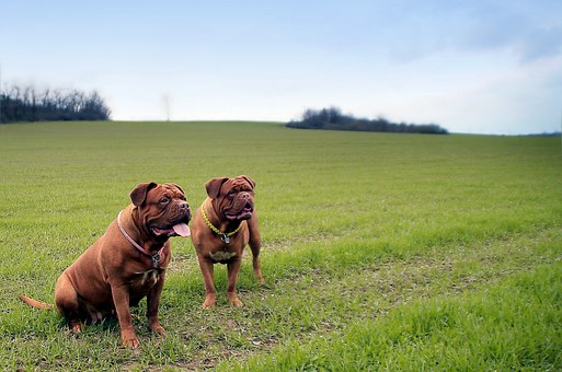 Dog Days Are Over To Raising Good-naturedly Pooch