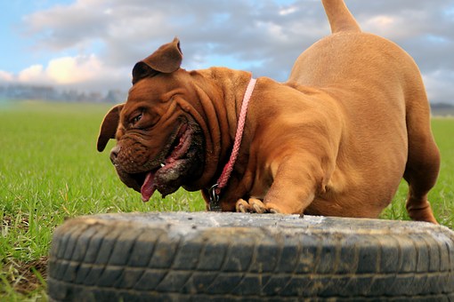 Premium Quality Dog Bowls For Your Pet