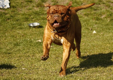 Dogs On Beaches: How To Make It Work