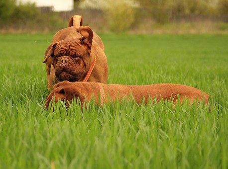 Getting The Right Dog Allergies Treatment
