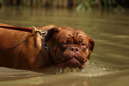 Becoming A Professional Dog Trainer