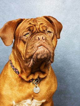 A Great Training Tool For Your Dog; The Crate