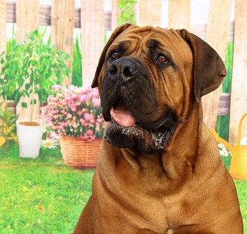The Importance Of A Dog Fence For Pet Owners?