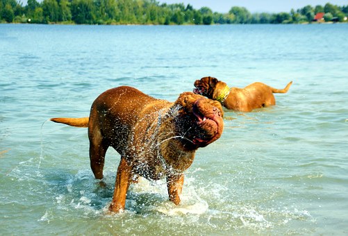 Select Electric Dog Fence Its Perfect For Your Dog