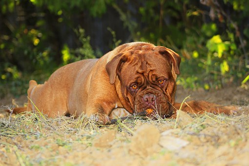 Hartz - Selecting The Right Vet For Your Dog