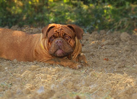 Pamper Your Dog With A Variety Of Beefeatersrawhide Treats