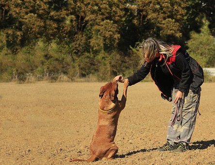 Is Your Dog's Shedding Driving You Crazy?