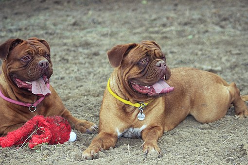 Leash Training Tips For Problem Dogs