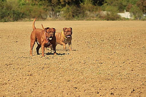 The Charm Of Handmade Leather Dog Collars