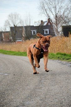 Aggressive Dog Training - Know What Makes A Dog Hostile