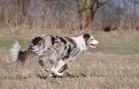 Barking Dog Collars Handles Problems Of Dogs Undesirable Habits