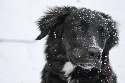Itchy Dog - Ten Tips To Stop That Itch