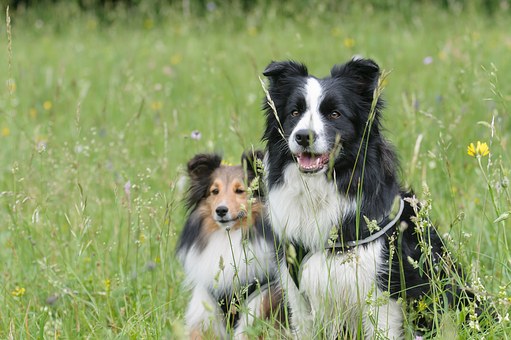 Dealing With Dog Hot Spots