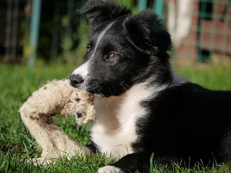How To Stop Your Dog Or Puppy From Chewing Its Bed