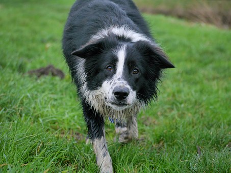 10 Holiday Safety Tips For Your Dog