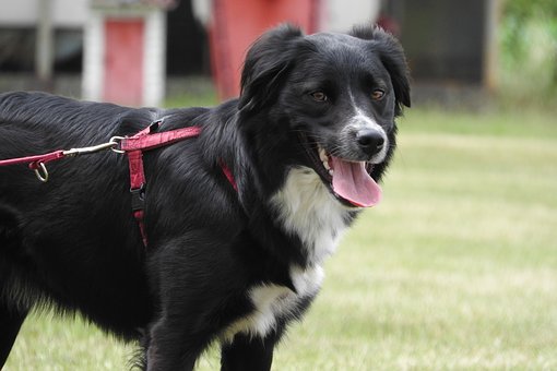 Dog Training Collar - Dog Trainer Must Be Practical
