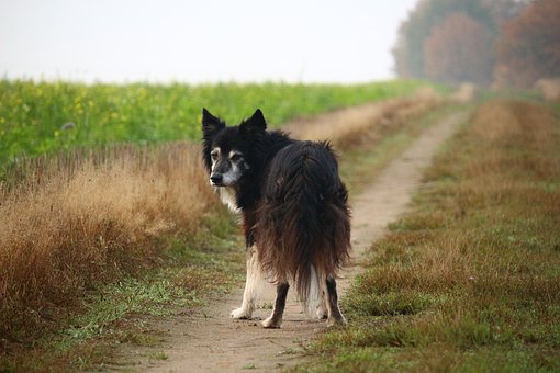 Finding The Best Scruff Of The Neck For Your Dog