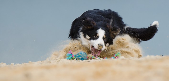 7 Dog Training Tips You Must Teach Your Pet