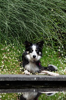 Choosing The Best Type Of Dog For Your Child