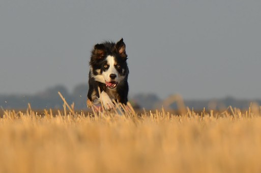 What To Consider Before Owning A Dog