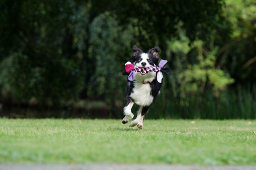 Care For My Dogs