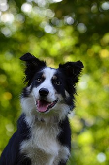 Keep Your Dogs Safe