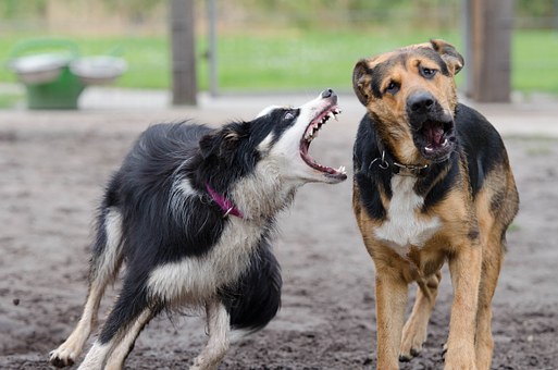 Give Your Getting Older Ideal Buddy A Greater Sleep Using A Memory Foam Dog Bed