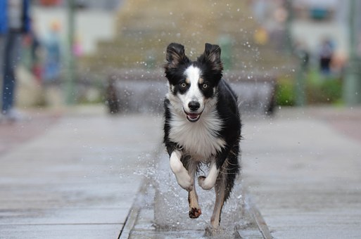 How Well Do You Have To Recognize Your Dog Walker