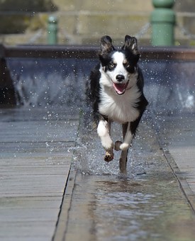 Fashionable Dog Treatment - Memory Foam Dog Beds