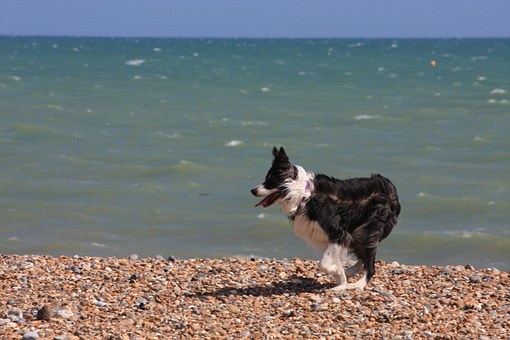 Training With A Barking Dog Collar