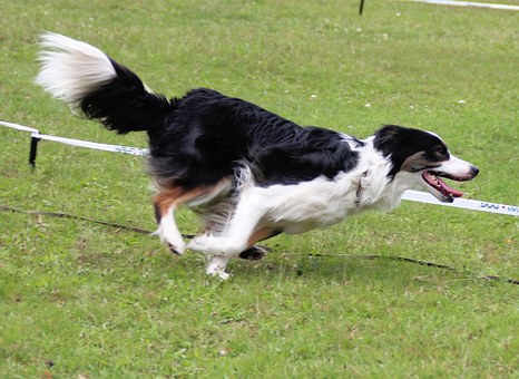 Types Of Dog Skin Problems
