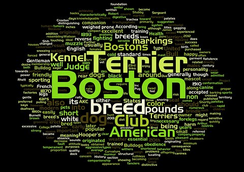 Dog Breed Focus: The Australian Cattle Dog