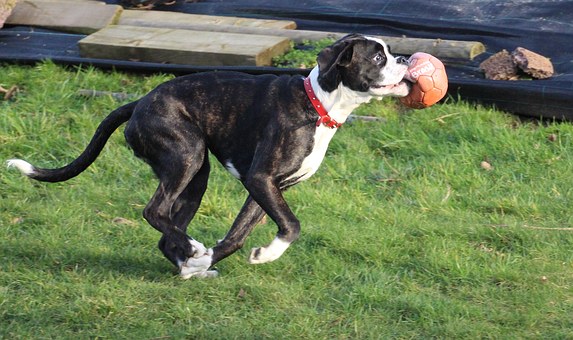 Dog Pet Insurance