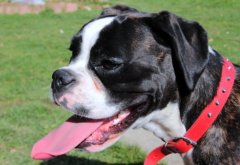 Tips Of Dog Training Techniques