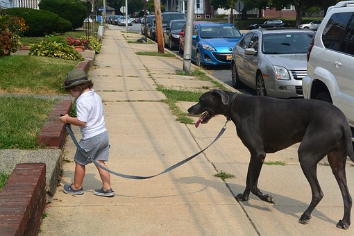 Flea Treatment Dog- An Inside Perspective