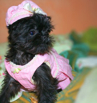 Tips To Choose The Best Collar For Dogs