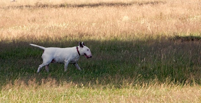 How To Train Your Dog To Go Potty Outside