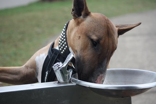 Dogs are a big part of many Americans lives. We check what other countries look for in their online DOG searches